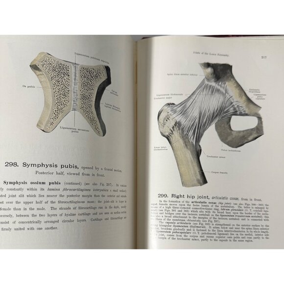 Werner Spalteholz Hand Atlas Of Human Anatomy Vol I Lippincott Medical HC Third - Picture 12 of 16